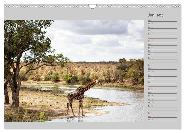 Produktbild: Twigas - Giraffen (Wandkalender 2026 DIN A3 quer), CALVENDO Monatskalender