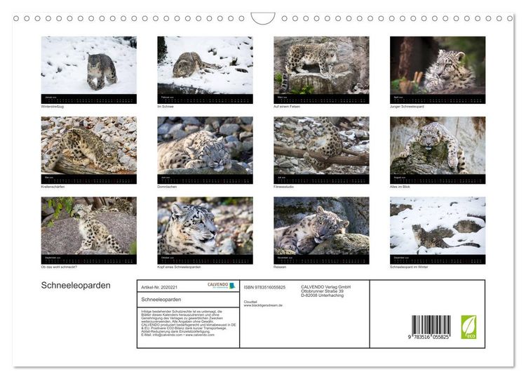Produktbild: Schneeleoparden (Wandkalender 2026 DIN A3 quer), CALVENDO Monatskalender