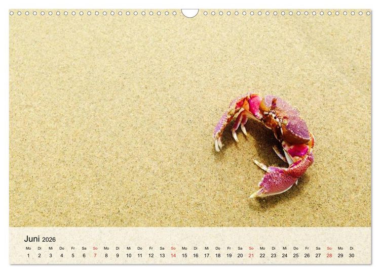 Produktbild: Krabben. Lustige Aliens (Wandkalender 2026 DIN A3 quer), CALVENDO Monatskalender