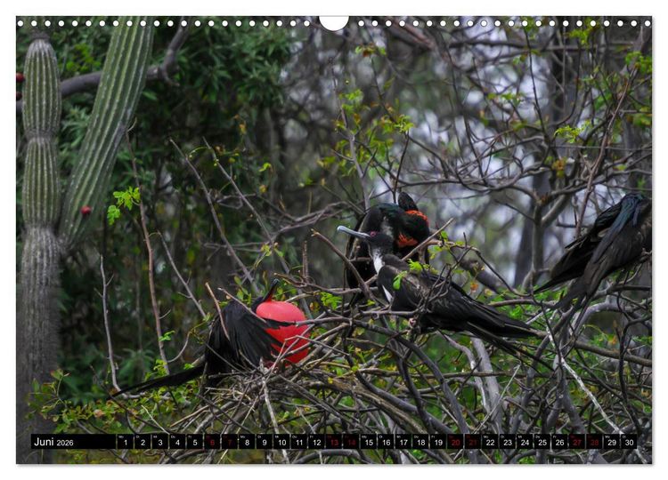 Produktbild: Naturparadies Galapagos - UNESCO Weltkulturerbe (Wandkalender 2026 DIN A3 quer), CALVENDO Monatskalender