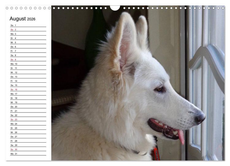 Produktbild: Berger Blanc Suisse - Wei&szlig;er Schweizer Sch&auml;ferhund (Wandkalender 2026 DIN A3 quer), CALVENDO Monatskalender