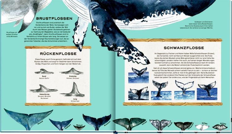 Produktbild: Die geheime Welt der Wale