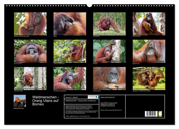 Produktbild: Waldmenschen - Orang Utans auf Borneo (Wandkalender 2026 DIN A2 quer), CALVENDO Monatskalender