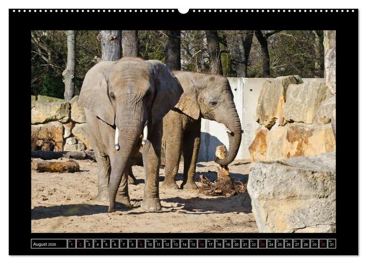 Produktbild: Dresdner Zootiere 2026 (hochwertiger Premium Wandkalender 2026 DIN A2 quer), Kunstdruck in Hochglanz