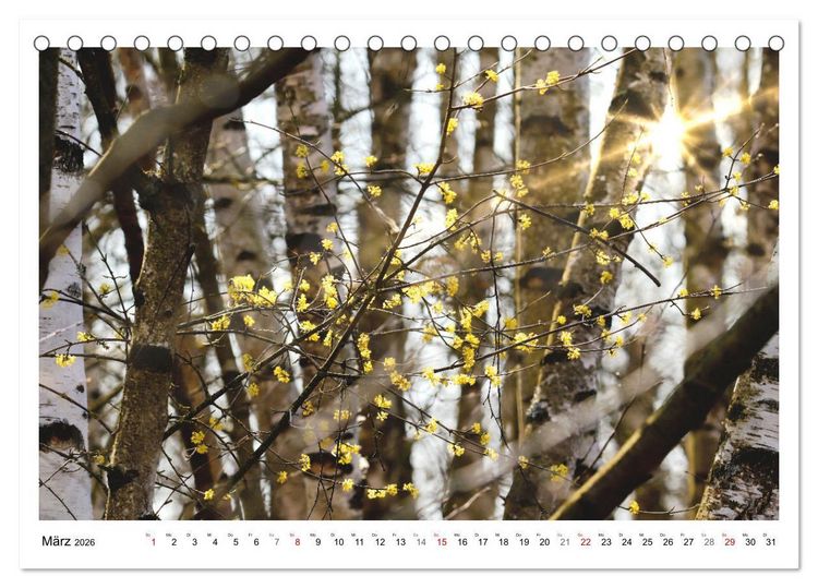 Produktbild: Mein Sehnsuchtsort, der heimische Wald (Tischkalender 2026 DIN A5 quer), CALVENDO Monatskalender