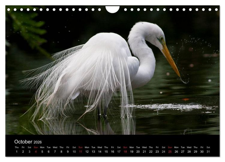 Produktbild: World of Heron (Wall Calendar 2026 DIN A4 landscape), CALVENDO 12 Month Wall Calendar