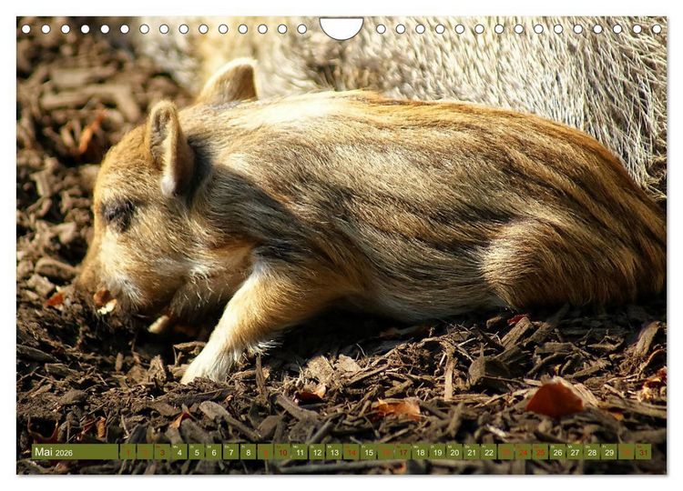 Produktbild: Wildschweins Kinderstube - Freche Frischlinge (Wandkalender 2026 DIN A4 quer), CALVENDO Monatskalender