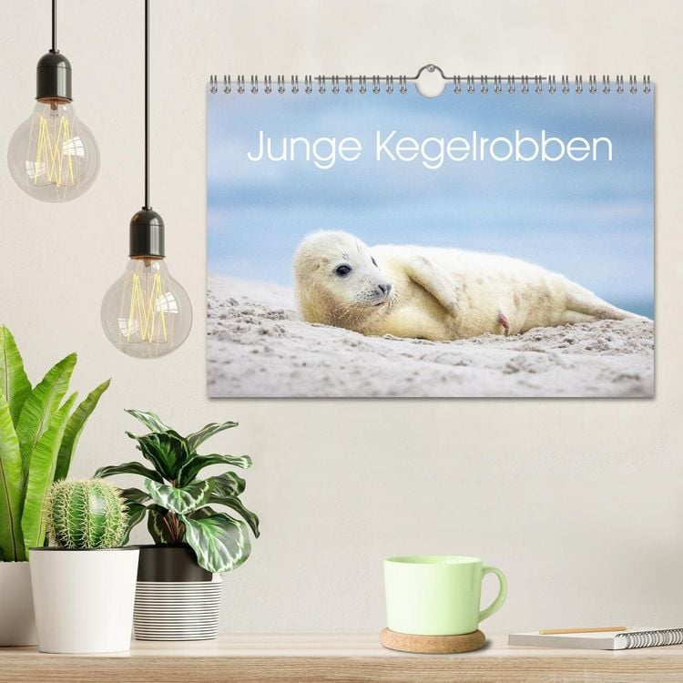 Produktbild: Junge Kegelrobben (Wandkalender 2026 DIN A4 quer), CALVENDO Monatskalender