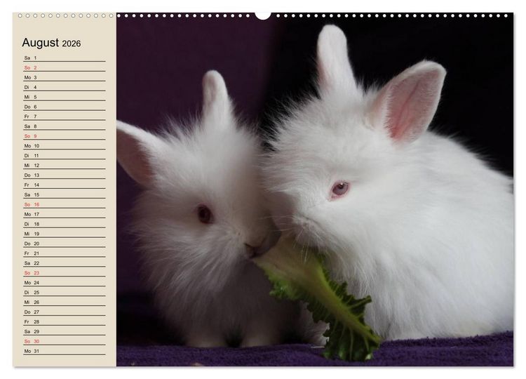 Produktbild: Kaninchen und Hasen (Wandkalender 2026 DIN A2 quer), CALVENDO Monatskalender