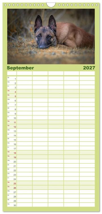 Produktbild: Familienplaner 2027 - Belgischer Sch&auml;ferhund - Der Malinois mit 5 Spalten (Wandkalender, 21 x 45 cm) CALVENDO