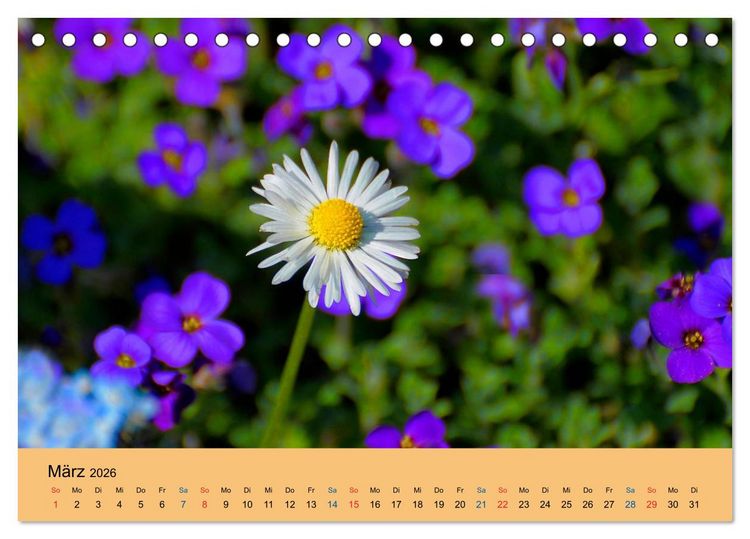 Produktbild: Wildblumen 2026 (Tischkalender 2026 DIN A5 quer), CALVENDO Monatskalender