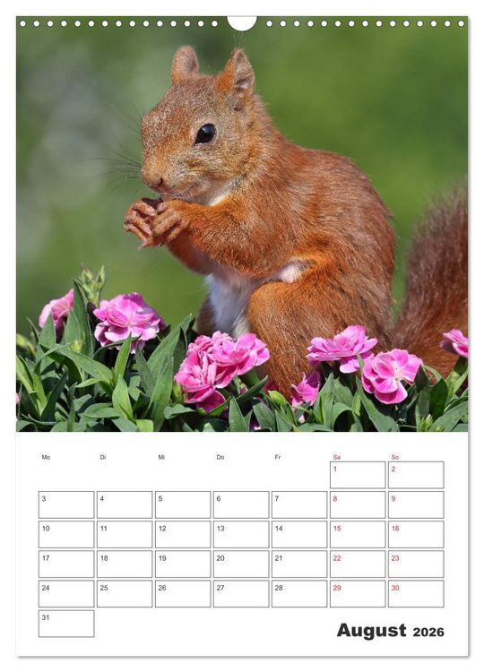 Produktbild: Eichh&ouml;rnchen Luna (Wandkalender 2026 DIN A3 hoch), CALVENDO Monatskalender