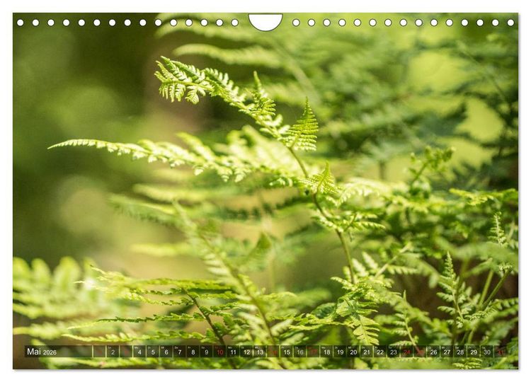 Produktbild: Feng Shui Farben - Element: Holz (Wandkalender 2026 DIN A4 quer), CALVENDO Monatskalender