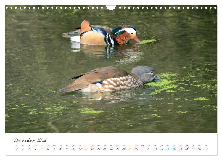 Produktbild: Mandarinenenten, die Liebe zur Natur (Wandkalender 2026 DIN A3 quer), CALVENDO Monatskalender
