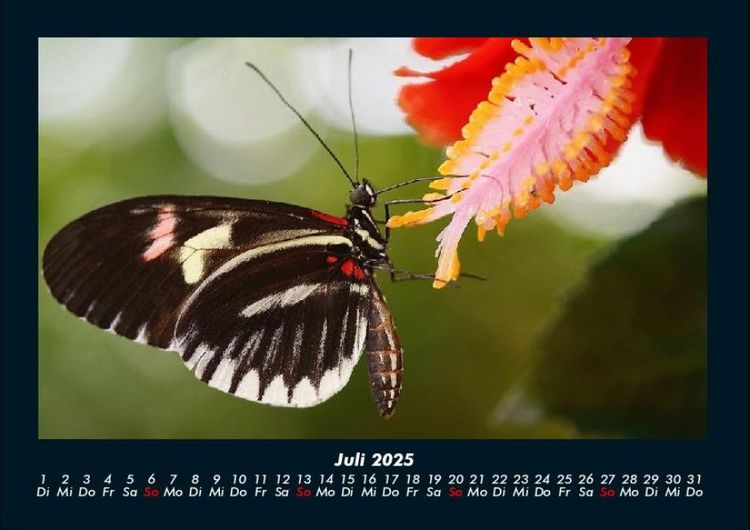 Produktbild: Der Tierkalender 2025 Fotokalender DIN A4