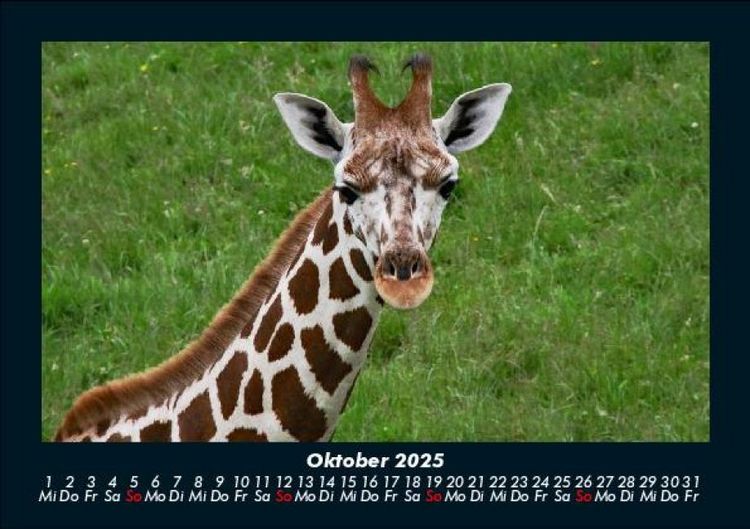 Produktbild: Giraffen 2025 Fotokalender DIN A5