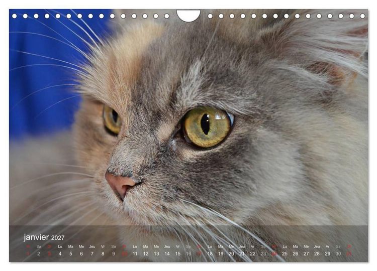 Produktbild: Mine de chat (Calendrier mural 2027 DIN A4 vertical), CALVENDO calendrier mensuel