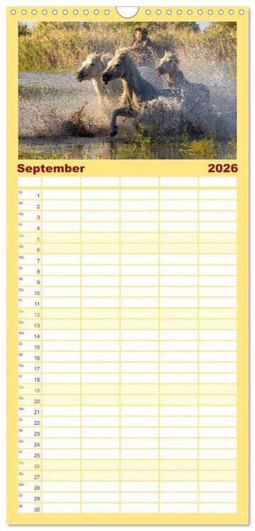 Produktbild: Familienplaner 2026 - Die wei&szlig;en Pferde der Camargue mit 5 Spalten (Wandkalender, 21 x 45 cm) CALVENDO