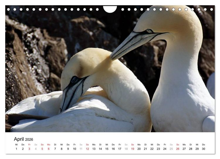 Produktbild: Wildes Schottland 2026 (Wandkalender 2026 DIN A4 quer), CALVENDO Monatskalender