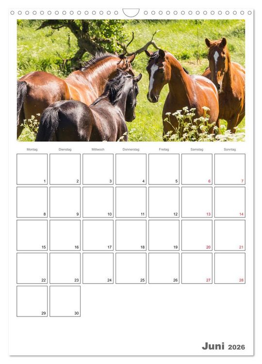 Produktbild: Pferde - Kameraden mit vier Hufen (Wandkalender 2026 DIN A3 hoch), CALVENDO Monatskalender