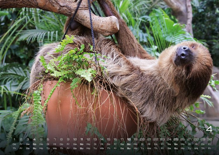Produktbild: Faultiere &ndash; Chill mal! - 2027 - Kalender DIN A2