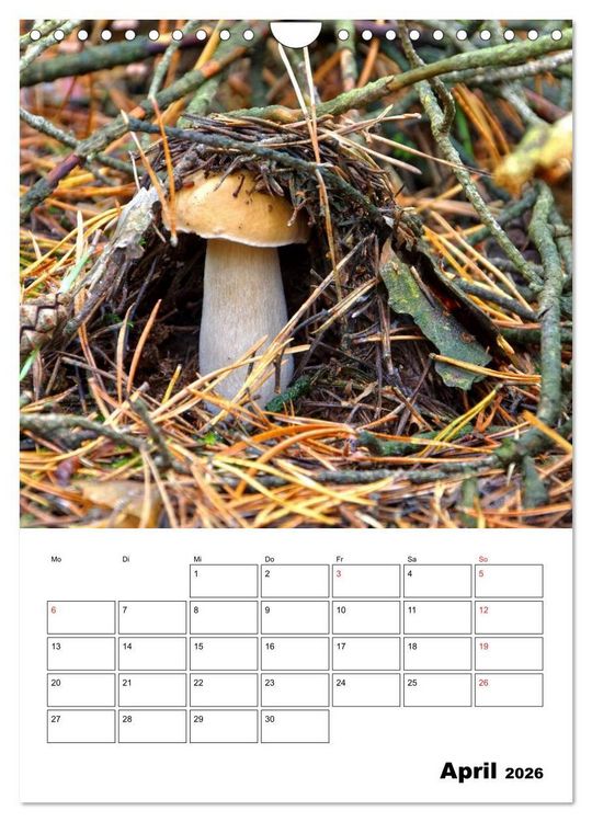 Produktbild: Heimische Waldpilze (Wandkalender 2026 DIN A4 hoch), CALVENDO Monatskalender