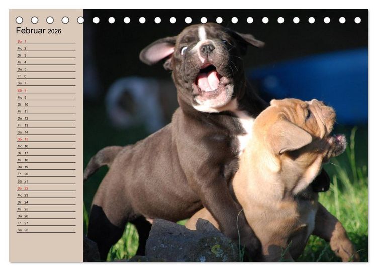 Produktbild: Bulldoggen-Kinder (Tischkalender 2026 DIN A5 quer), CALVENDO Monatskalender