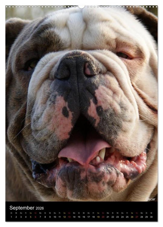 Produktbild: Bulldoggen-Gesichter (hochwertiger Premium Wandkalender 2026 DIN A2 hoch), Kunstdruck in Hochglanz