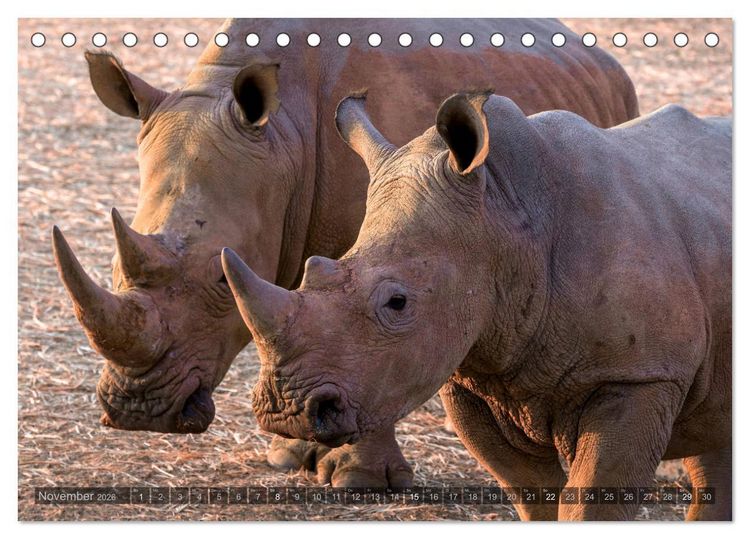 Produktbild: ETOSHA &ndash; Namibia Highlights (Tischkalender 2026 DIN A5 quer), CALVENDO Monatskalender