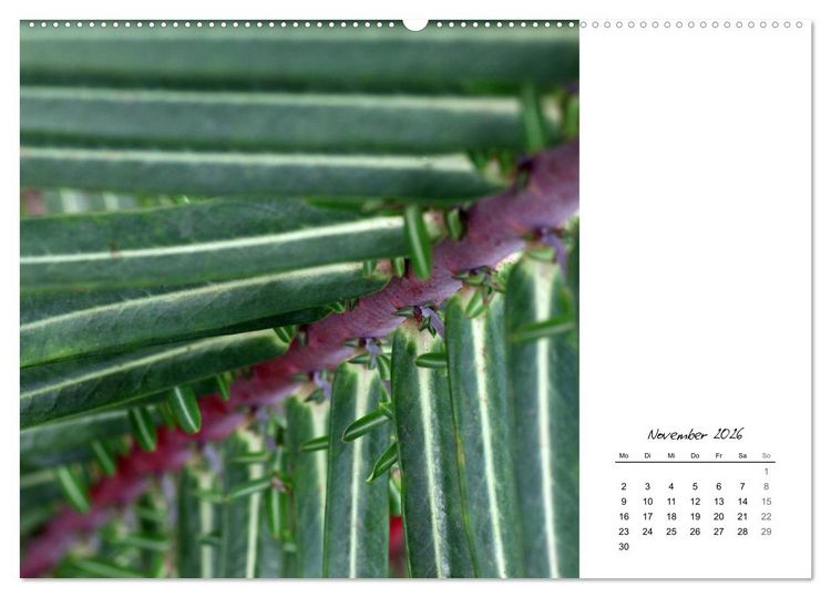 Produktbild: Blattkunst (hochwertiger Premium Wandkalender 2026 DIN A2 quer), Kunstdruck in Hochglanz