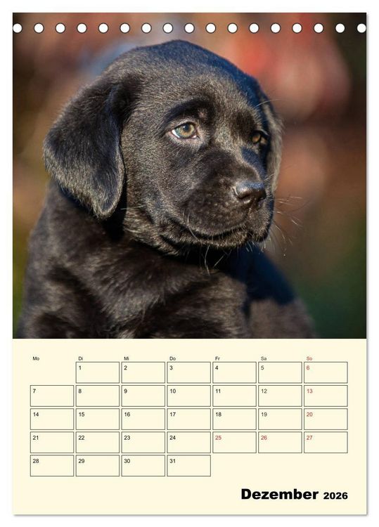 Produktbild: Familienplaner - Labrador Welpen entdecken die Welt (Tischkalender 2026 DIN A5 hoch), CALVENDO Monatskalender