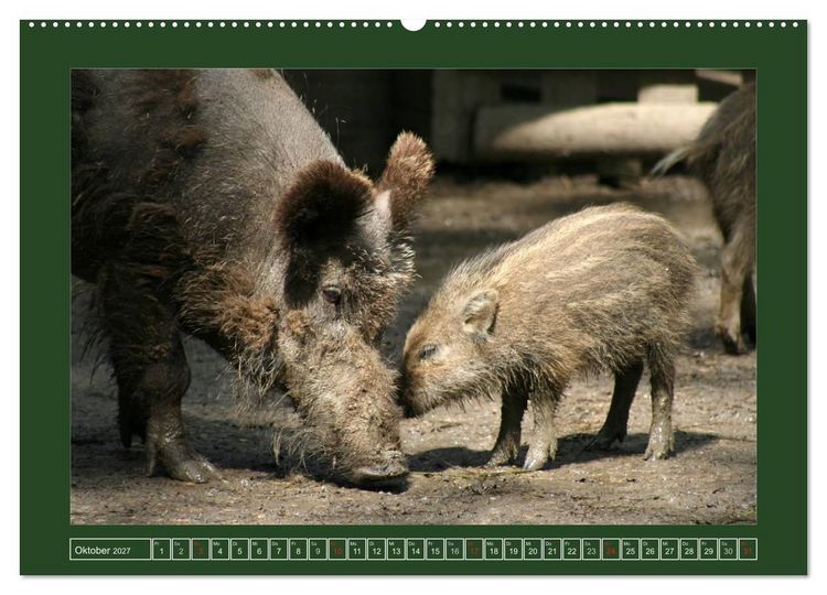 Produktbild: Schweinkram - Die Wildschweine sind los (hochwertiger Premium Wandkalender 2027 DIN A2 quer), Kunstdruck in Hochglanz