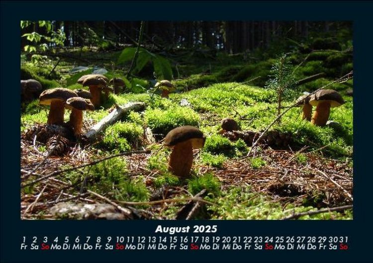 Produktbild: Pilzkalender 2025 Fotokalender DIN A5