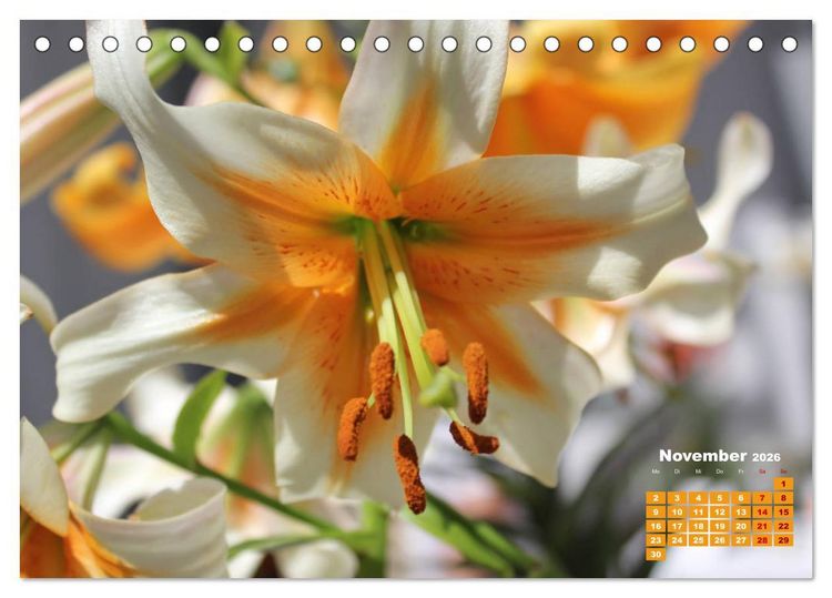 Produktbild: Lilien (Lilium) (Tischkalender 2026 DIN A5 quer), CALVENDO Monatskalender