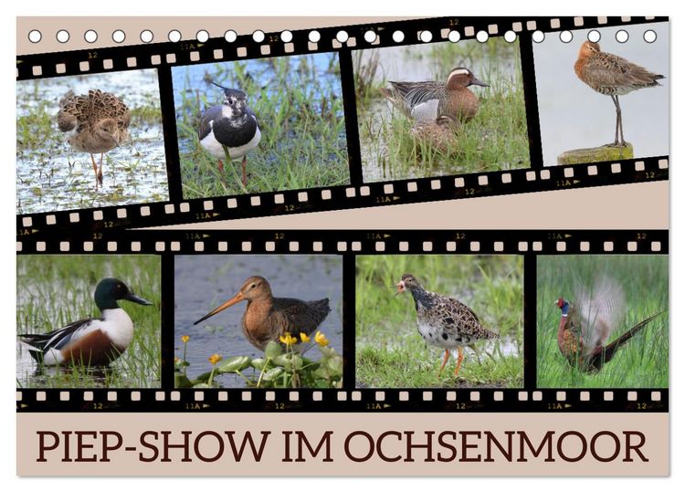 Produktbild: PIEP-SHOW im Ochsenmoor (Tischkalender 2026 DIN A5 quer), CALVENDO Monatskalender