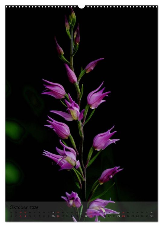 Produktbild: Juwelen der Natur - Ein Orchideensommer (Wandkalender 2026 DIN A2 hoch), CALVENDO Monatskalender