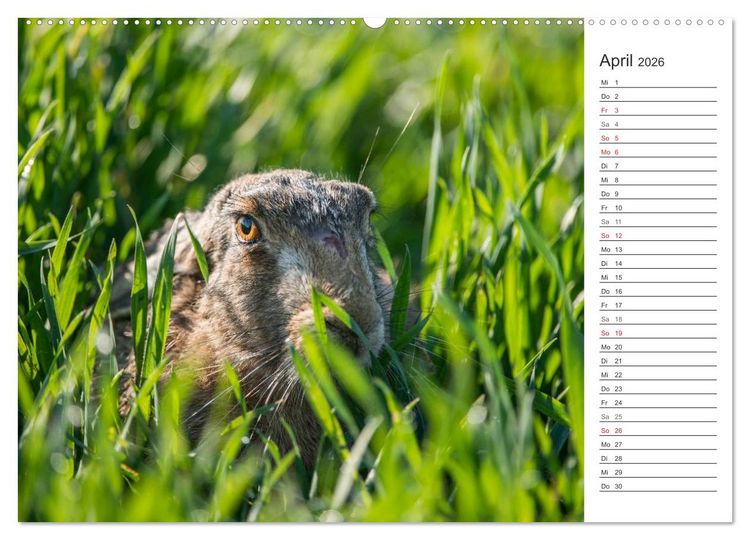 Produktbild: Emotionale Momente: Wild und Jagd. (Wandkalender 2026 DIN A2 quer), CALVENDO Monatskalender