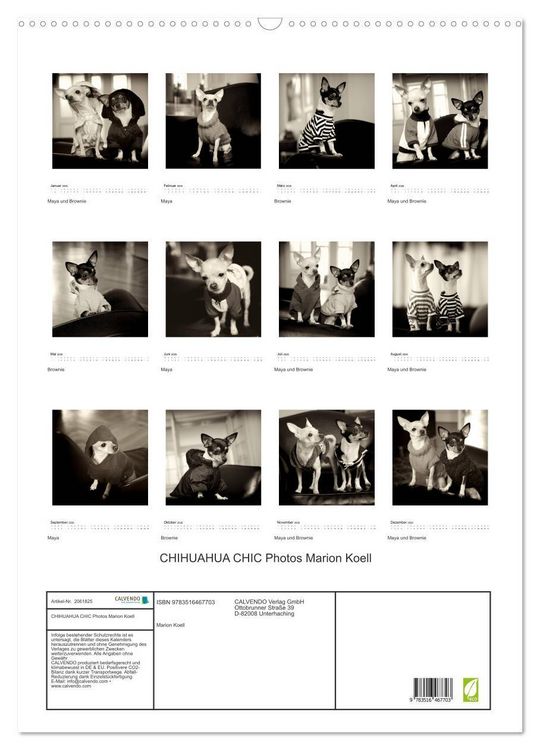Produktbild: CHIHUAHUA CHIC Photos Marion Koell (Wandkalender 2026 DIN A2 hoch), CALVENDO Monatskalender