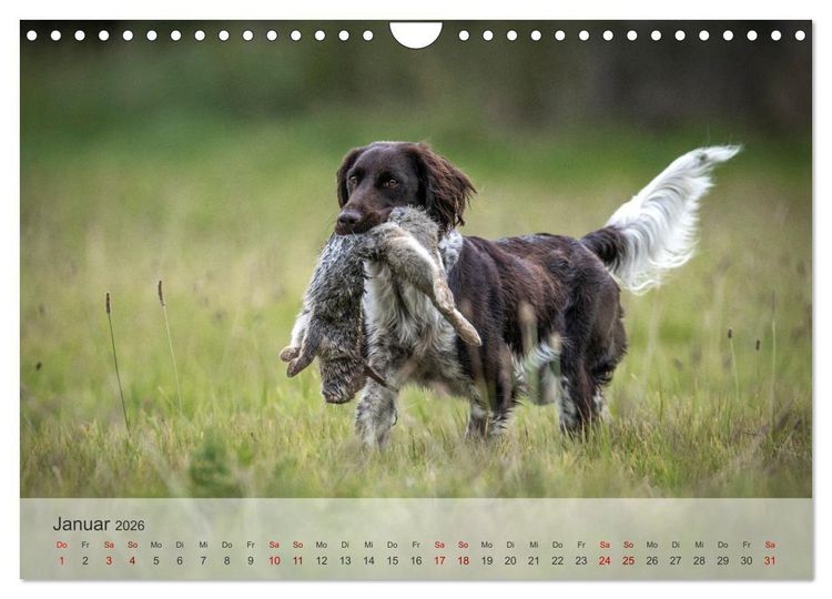 Produktbild: Treue Jagdgef&auml;hrten Der kleine M&uuml;nsterl&auml;nder (Wandkalender 2026 DIN A4 quer), CALVENDO Monatskalender