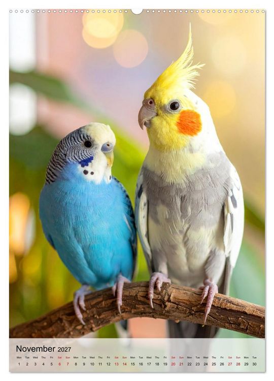 Produktbild: Cockatiel Dreams (High Quality Premium Wall Calendar 2027 DIN A2 portrait),CALVENDO 12 Month Wall Calendar