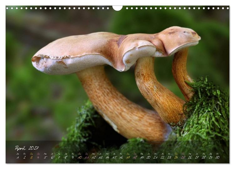Produktbild: Pilze - die Stars der Waldb&uuml;hne (Wandkalender 2027 DIN A3 quer), CALVENDO Monatskalender
