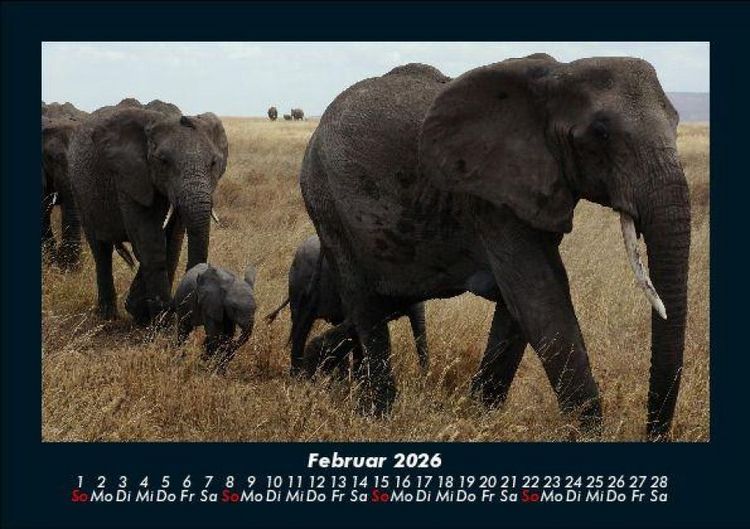 Produktbild: Elefanten - Die sanften Riesen Afrikas 2026 Fotokalender DIN A5