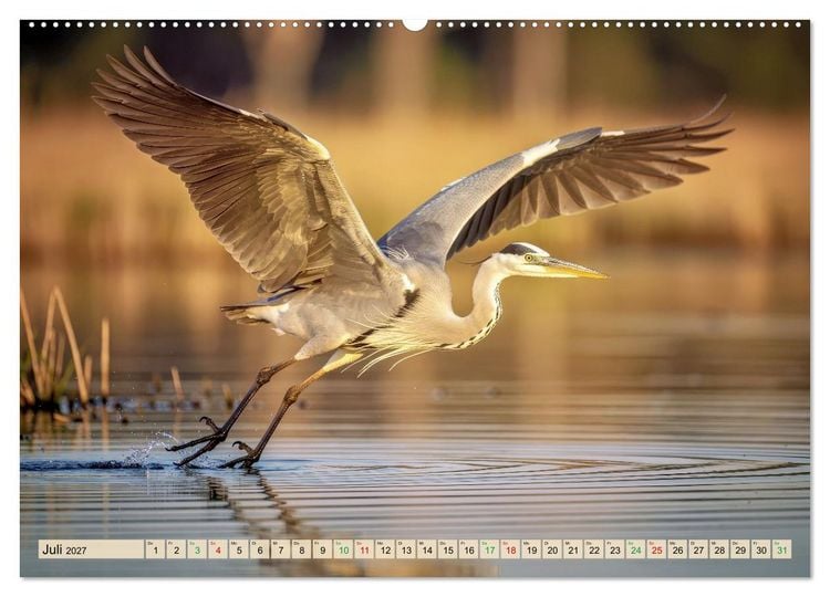 Produktbild: Silberreiher - pure Eleganz (Wandkalender 2027 DIN A2 quer), CALVENDO Monatskalender