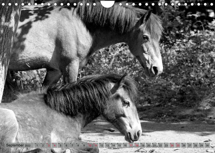 Produktbild: Die letzten Wildpferde Exmoor Ponys (Wandkalender 2022 DIN A4 quer)
