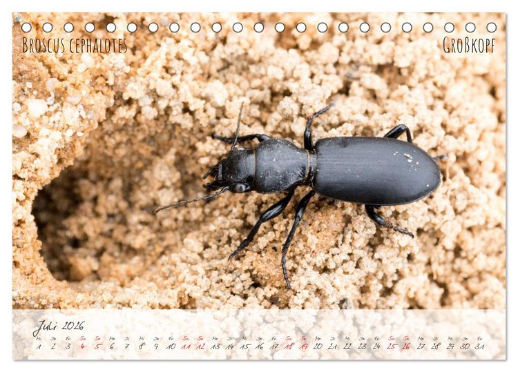 Produktbild: K&auml;fer-Wunderwelten (Tischkalender 2026 DIN A5 quer), CALVENDO Monatskalender