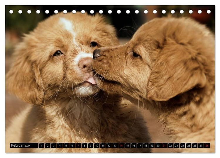 Produktbild: Nova Scotia Duck Tolling Retriever (Tischkalender 2027 DIN A5 quer), CALVENDO Monatskalender