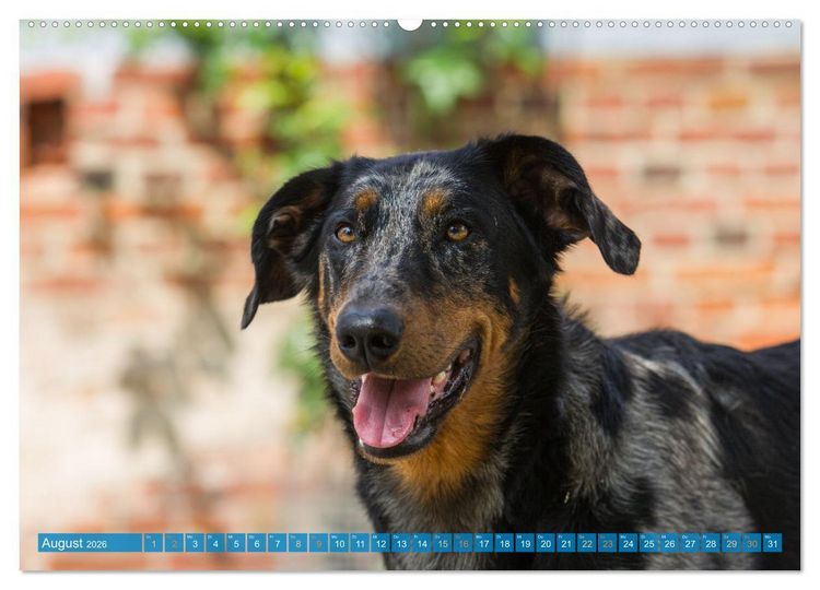 Produktbild: Der Beauceron (hochwertiger Premium Wandkalender 2026 DIN A2 quer), Kunstdruck in Hochglanz