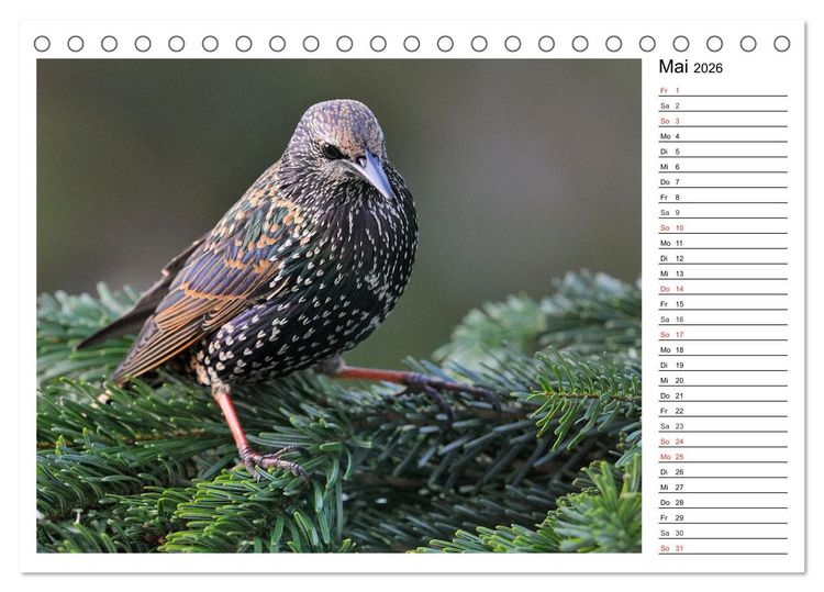 Produktbild: Gefiederte Freunde - Unsere heimischen Gartenv&ouml;gel (Tischkalender 2026 DIN A5 quer), CALVENDO Monatskalender