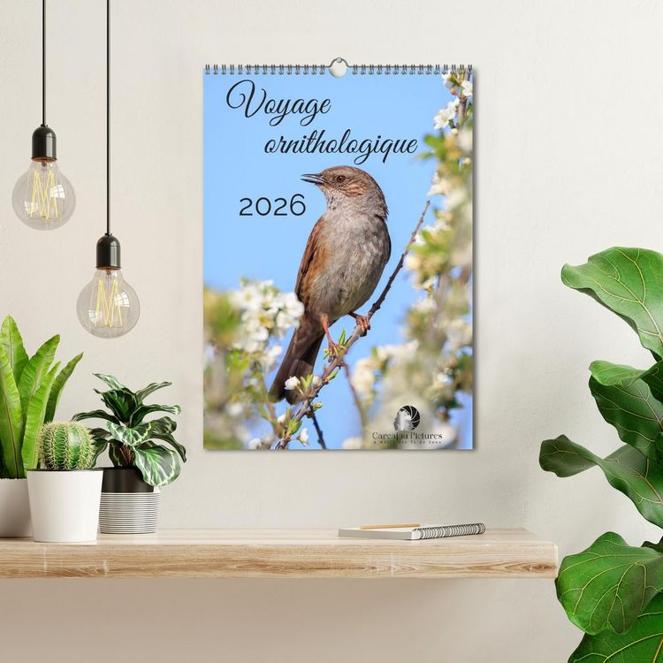 Produktbild: Voyage ornithologique (Calendrier mural 2026 DIN A3 horizontal), CALVENDO calendrier mensuel