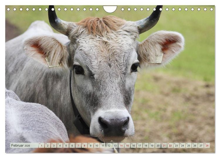 Produktbild: Alpenrinder (Wandkalender 2026 DIN A4 quer), CALVENDO Monatskalender